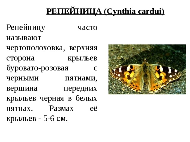 РЕПЕЙНИЦА (Cynthia cardui) Репейницу часто называют чертополоховка, верхняя сторона крыльев буровато-розовая с черными пятнами, вершина передних крыльев черная в белых пятнах. Размах её крыльев - 5-6 см. 