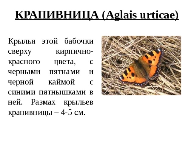 КРАПИВНИЦА (Aglais urticae) Крылья этой бабочки сверху кирпично-красного цвета, с черными пятнами и черной каймой с синими пятнышками в ней. Размах крыльев крапивницы – 4-5 см. 