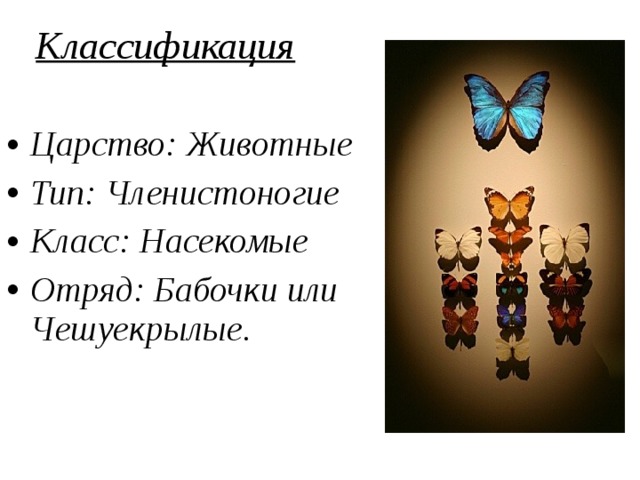  Классификация  Царство: Животные Тип: Членистоногие Класс: Насекомые Отряд: Бабочки или Чешуекрылые.  