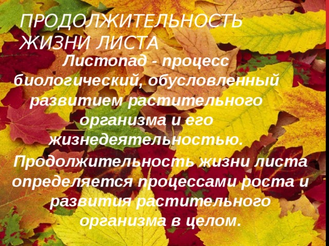 Жизнь листьев. Продолжительность жизни листа. Какова Продолжительность жизни листьев. Продолжительность жизни листьев растений. Сколько живут листья.