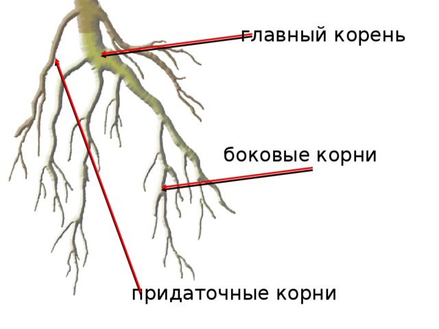 главный корень боковые корни придаточные корни 