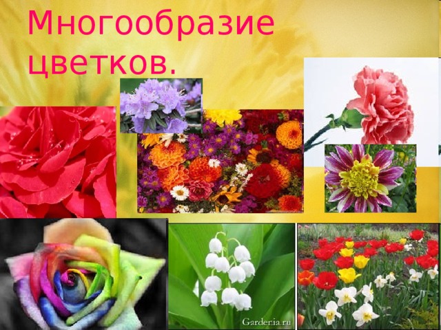 Многообразие цветков. 