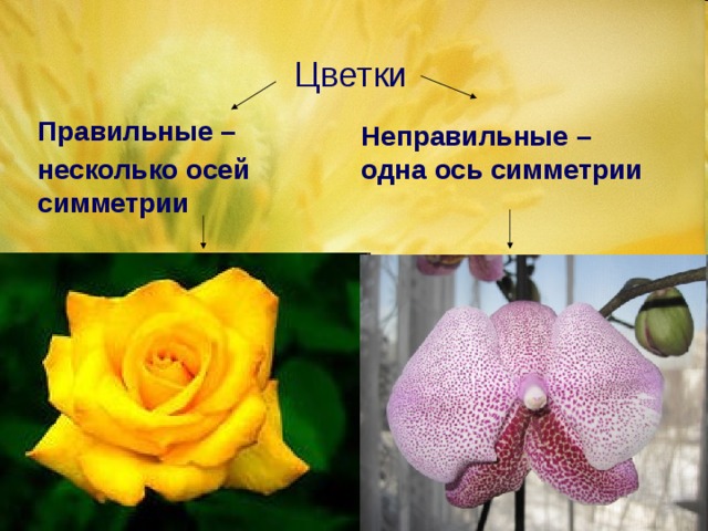 Цветки Правильные – несколько осей симметрии Неправильные – одна ось симметрии 