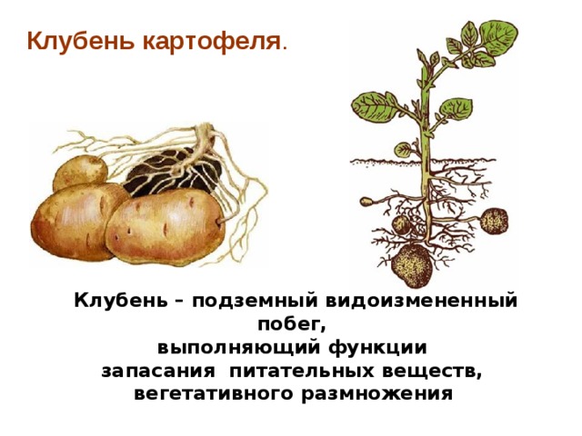 Клубень картофеля . Клубень – подземный видоизмененный побег, выполняющий функции запасания питательных веществ, вегетативного размножения  