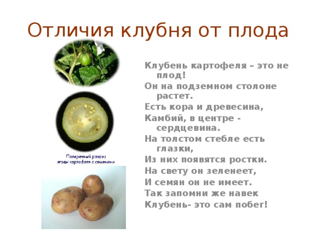 Как отличить плод. Клубень картофеля. Отличие клубеньков от клубней. Плод и клубень картофеля различия.