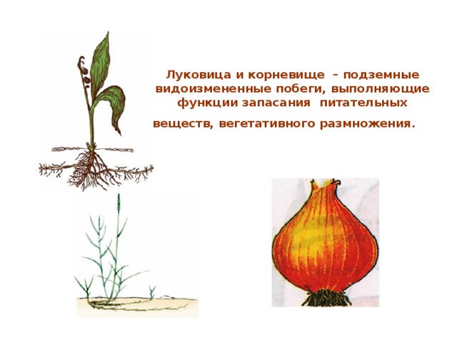 Луковица и корневище – подземные видоизмененные побеги, выполняющие функции запасания питательных веществ, вегетативного размножения.   