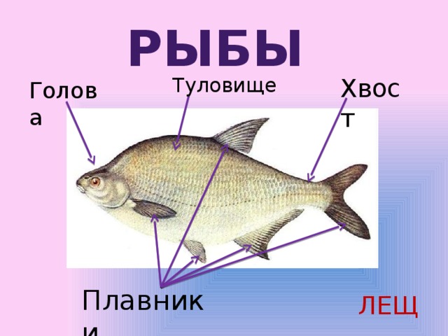 Картинки части тела рыбы