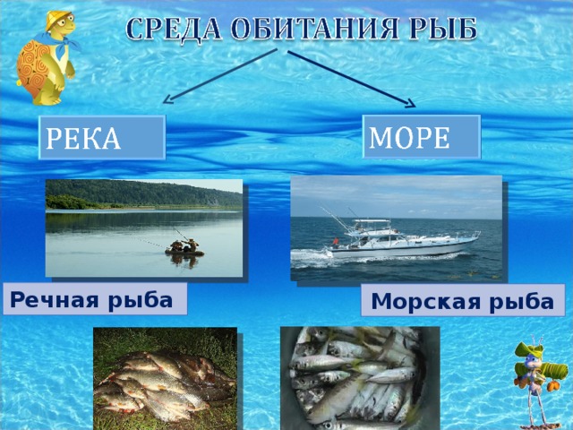 Речная рыба Морская рыба