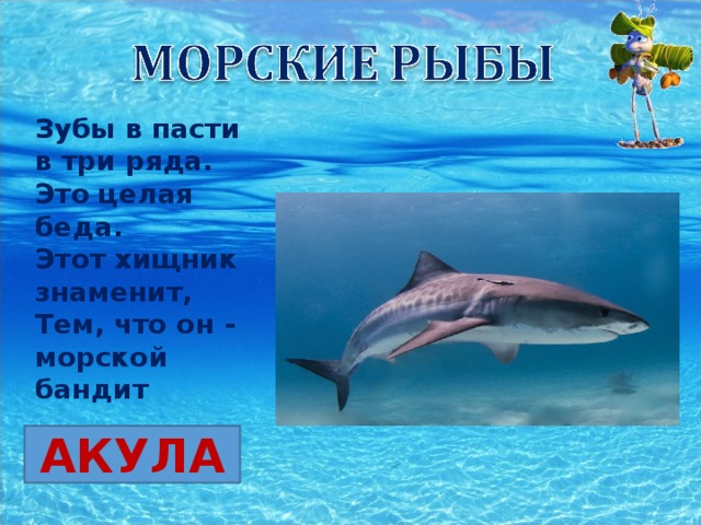 Зубы в пасти в три ряда.  Это целая беда.  Этот хищник знаменит,  Тем, что он - морской бандит АКУЛА