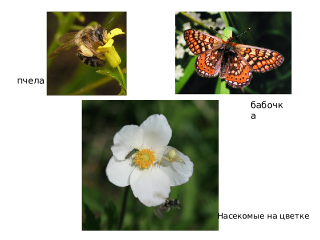 пчела бабочка Насекомые на цветке 