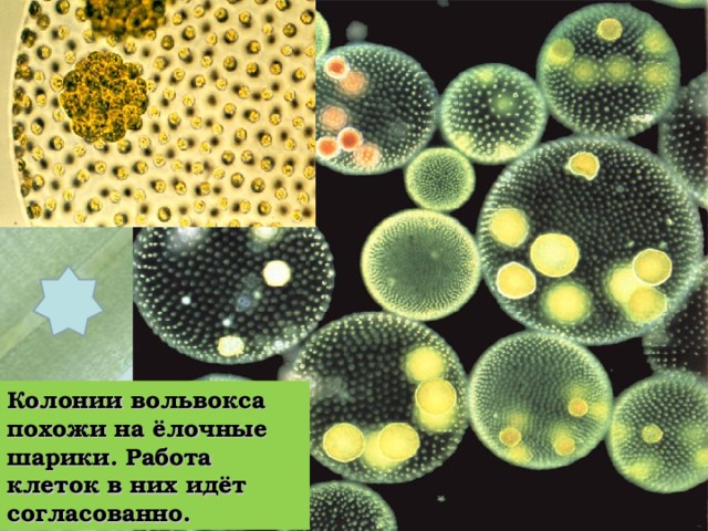 Колонии вольвокса похожи на ёлочные шарики. Работа клеток в них идёт согласованно. 