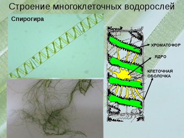 Строение многоклеточных водорослей Спирогира ХРОМАТОФОР ЯДРО КЛЕТОЧНАЯ ОБОЛОЧКА 