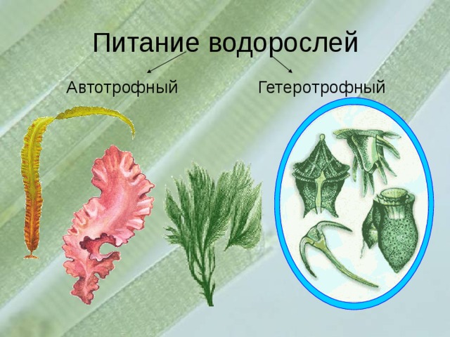 Питание водорослей Автотрофный Гетеротрофный 