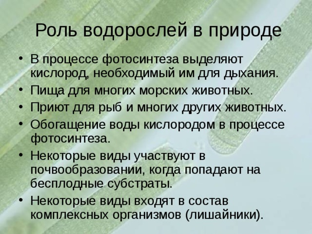 Роль водорослей в жизни природы