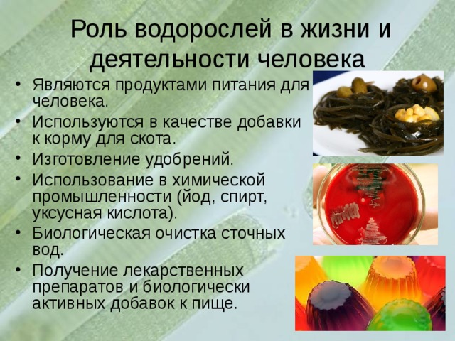   Роль водорослей в жизни и деятельности человека Являются продуктами питания для человека. Используются в качестве добавки к корму для скота. Изготовление удобрений. Использование в химической промышленности (йод, спирт, уксусная кислота). Биологическая очистка сточных вод. Получение лекарственных препаратов и биологически активных добавок к пище.  