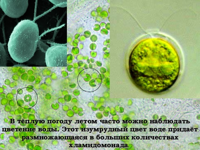 В тёплую погоду летом часто можно наблюдать цветение воды. Этот изумрудный цвет воде придаёт размножающаяся в больших количествах хламидомонада . 