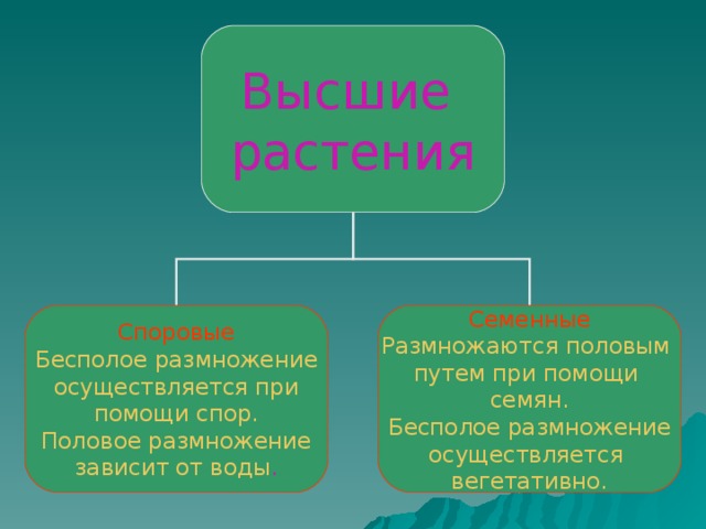 Высшие растения Споровые Семенные Бесполое размножение осуществляется при помощи спор. Половое размножение зависит от воды . Размножаются половым путем при помощи семян. Бесполое размножение осуществляется вегетативно. 