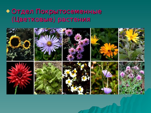 Отдел Покрытосеменные (Цветковые) растения 