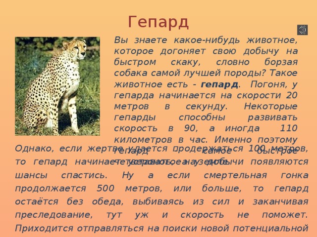 Гайд на гепарда стар рейл. Гепард описание. Гепард описание животного. Год гепарда по зороастрийскому календарю. Зороастрийский гороскоп год гепарда.