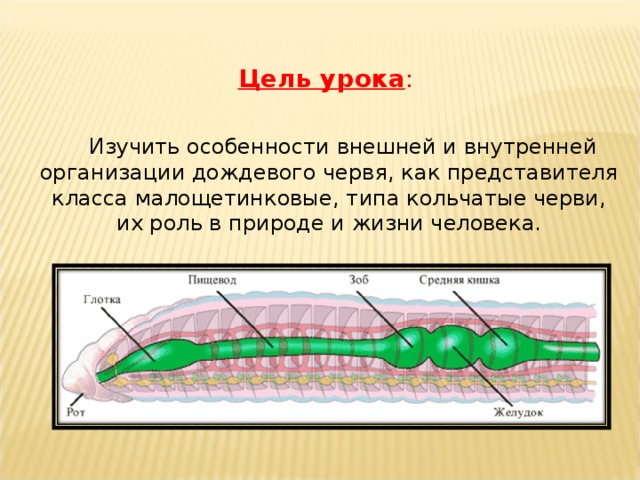 Внутреннее строение малощетинковых червей