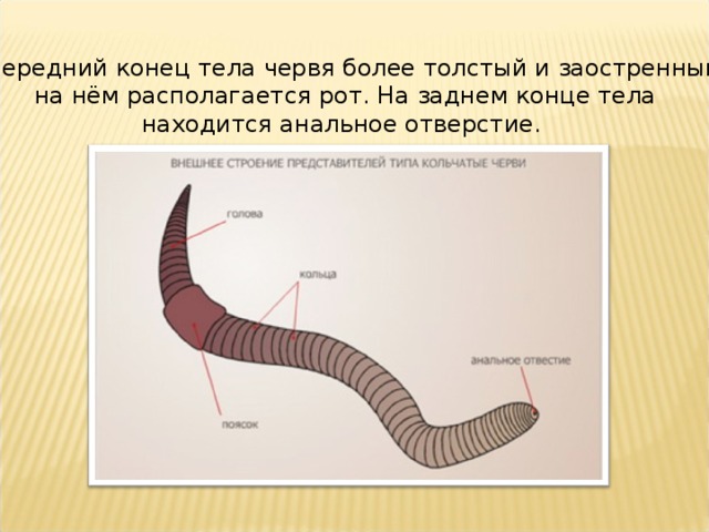  Передний конец тела червя более толстый и заостренный, на нём располагается рот. На заднем конце тела находится анальное отверстие. 