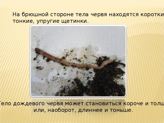 На брюшной стороне тела червя находятся короткие, тонкие, упругие щетинки. Тело дождевого червя может становиться короче и толще или, наоборот, длиннее и тоньше. 