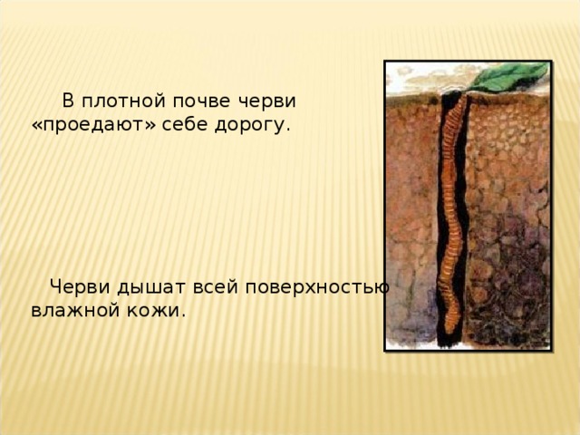  В плотной почве черви «проедают» себе дорогу.  Черви дышат всей поверхностью влажной кожи. 