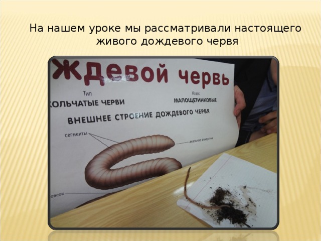На нашем уроке мы рассматривали настоящего живого дождевого червя 