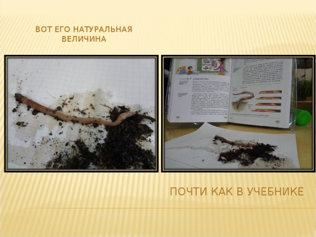 ВОТ ЕГО НАТУРАЛЬНАЯ ВЕЛИЧИНА ПОЧТИ КАК В УЧЕБНИКЕ 