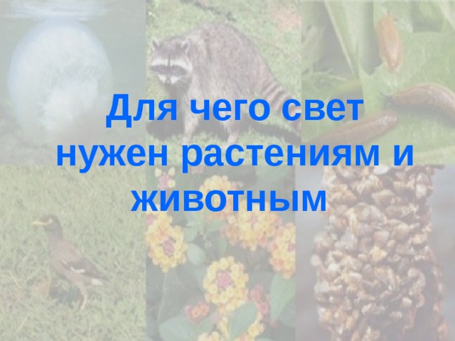 Для чего свет нужен растениям и животным 