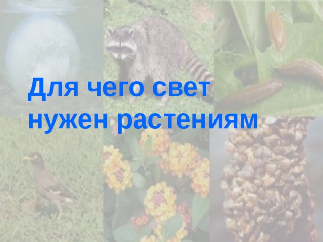 Для чего свет нужен растениям 