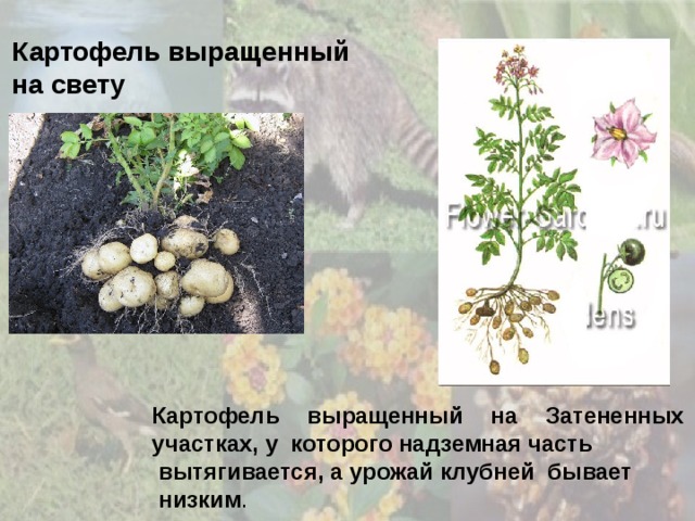 Картофель выращенный на свету Картофель выращенный на Затененных участках, у которого надземная часть вытягивается, а урожай клубней бывает низким . 