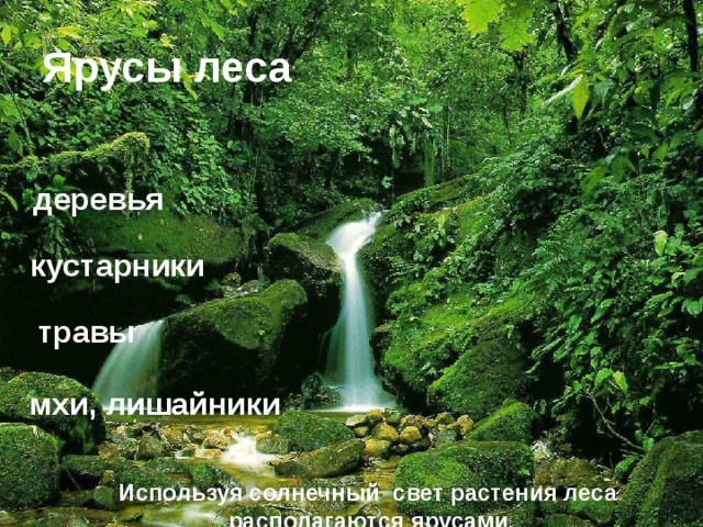 Ярусы леса деревья кустарники травы мхи, лишайники Используя солнечный свет растения леса располагаются ярусами . 8 