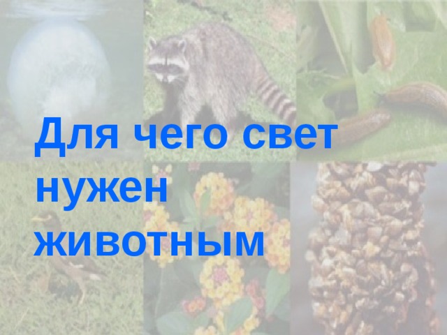 Для чего свет нужен животным 
