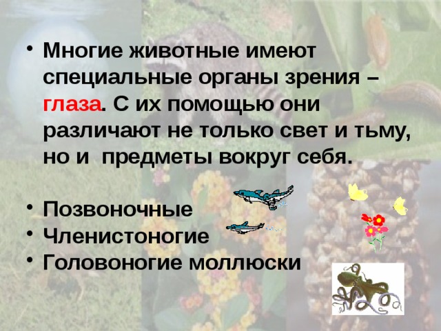 Многие животные имеют специальные органы зрения – глаза . С их помощью они различают не только свет и тьму, но и предметы вокруг себя. Позвоночные Членистоногие Головоногие моллюски 