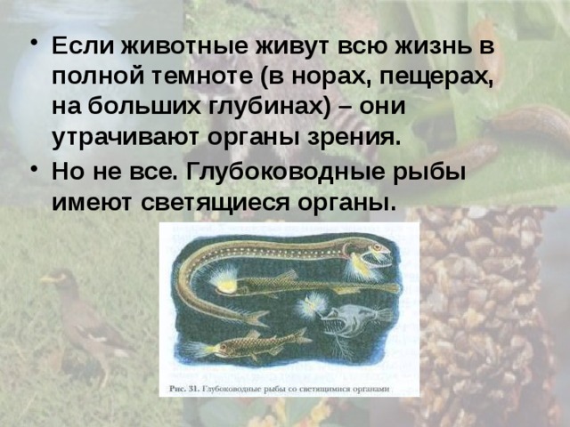 Если животные живут всю жизнь в полной темноте (в норах, пещерах, на больших глубинах) – они утрачивают органы зрения. Но не все. Глубоководные рыбы имеют светящиеся органы. 