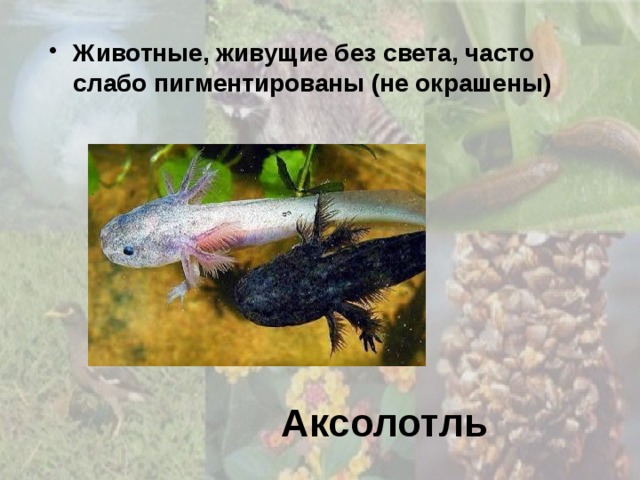 Животные, живущие без света, часто слабо пигментированы (не окрашены) Аксолотль 
