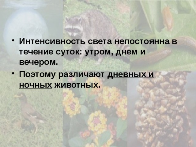 Интенсивность света непостоянна в течение суток: утром, днем и вечером. Поэтому различают дневных и ночных животных. 