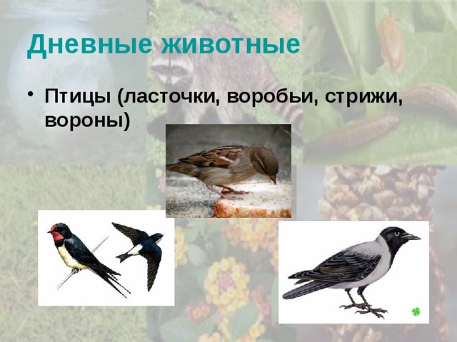 Дневные животные Птицы (ласточки, воробьи, стрижи, вороны) 