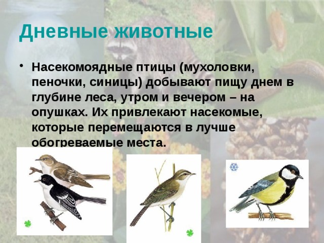 Дневные животные Насекомоядные птицы (мухоловки, пеночки, синицы) добывают пищу днем в глубине леса, утром и вечером – на опушках. Их привлекают насекомые, которые перемещаются в лучше обогреваемые места. 