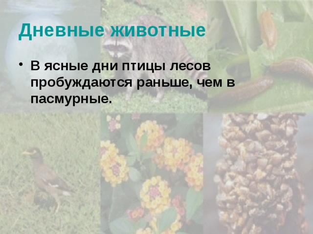Дневные животные В ясные дни птицы лесов пробуждаются раньше, чем в пасмурные. 