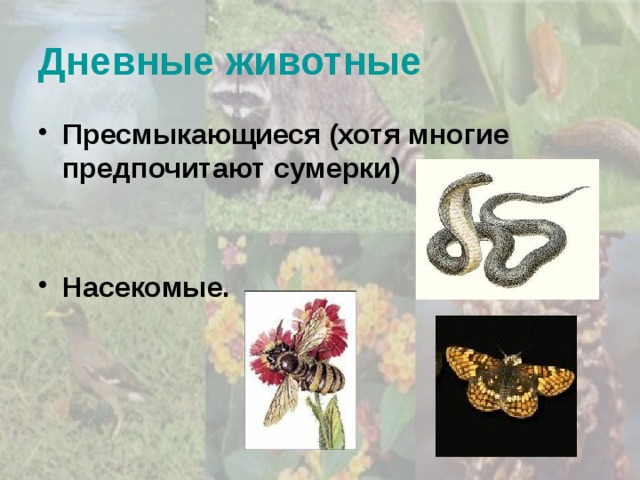 Дневные животные Пресмыкающиеся (хотя многие предпочитают сумерки) Насекомые. 