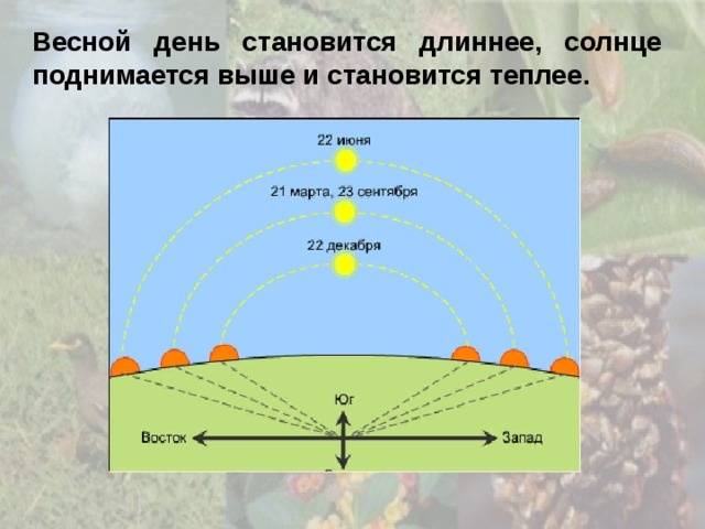 Весной день становится длиннее, солнце поднимается выше и становится теплее. 