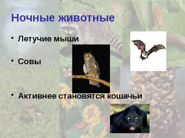 Ночные животные Летучие мыши Совы Активнее становятся кошачьи 