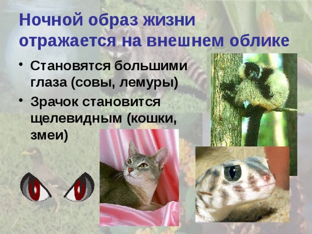Ночной образ жизни отражается на внешнем облике Становятся большими глаза (совы, лемуры) Зрачок становится щелевидным (кошки, змеи) 