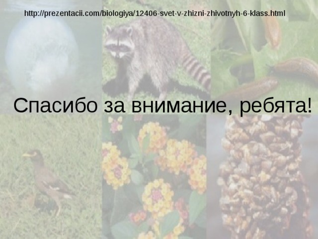 http://prezentacii.com/biologiya/12406-svet-v-zhizni-zhivotnyh-6-klass.html Спасибо за внимание, ребята! 