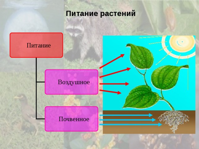 Особенности воздушного питания растений. Питание растений. Почвенное и воздушное питание растений. Схема питания растений. Питание растений и животных.