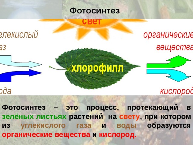 Место образования органических веществ в растении. Схема процесса фотосинтеза. Схема фотосинтеза у растений. Процесс фотосинтеза в листе. Процесс фотосинтеза у растений.