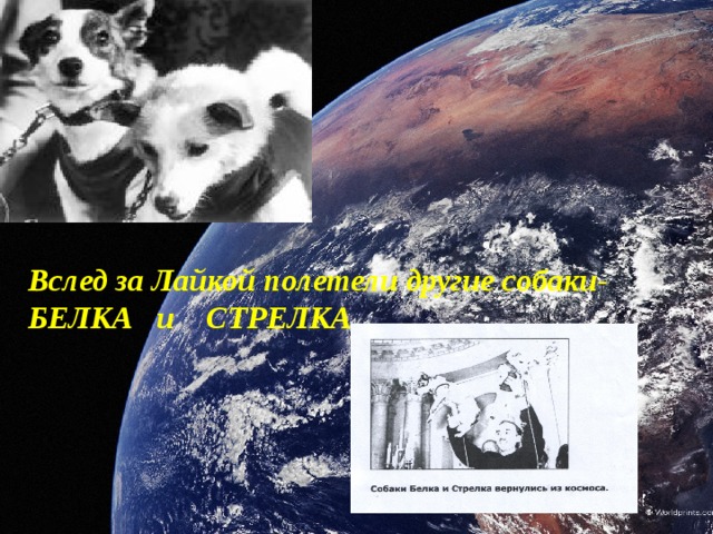 Вслед за Лайкой полетели другие собаки- БЕЛКА и СТРЕЛКА 