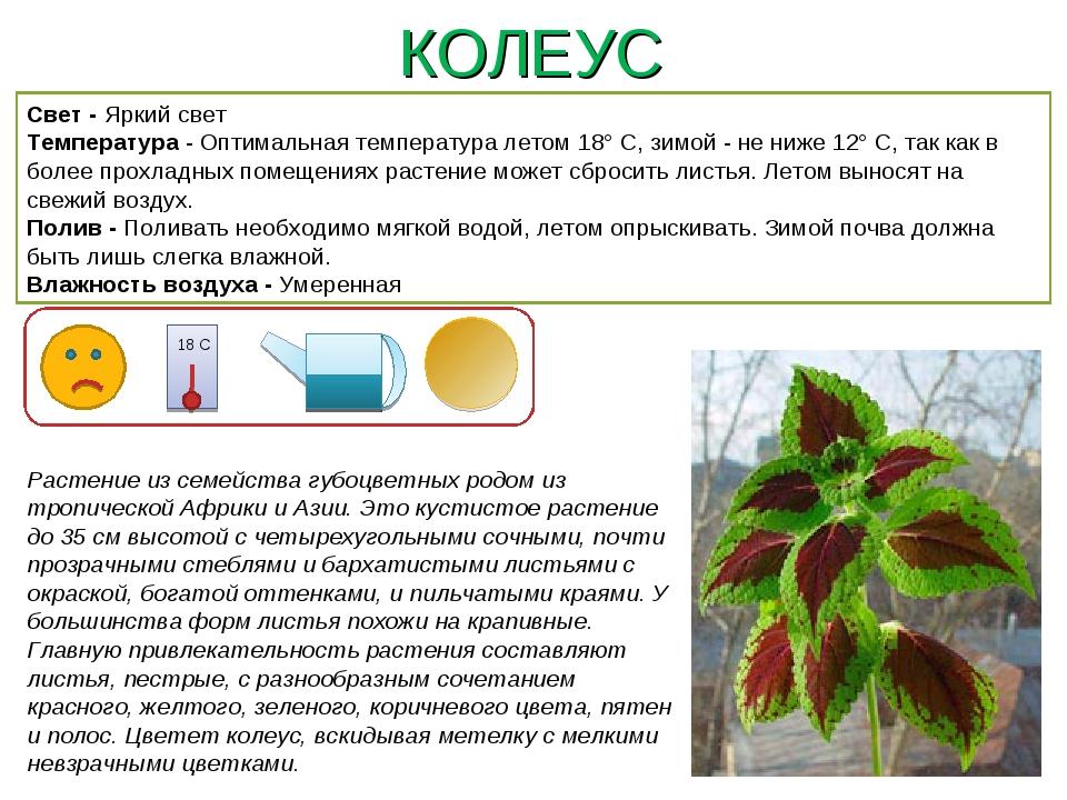 Условные обозначения комнатных растений в детском саду картинки